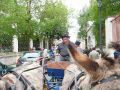 Orelans 8 mai 2014 (61).jpg